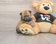 6 week old Pomeranian Puppy For Sale - Windy City Pups