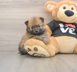 7 week old Pomeranian Puppy For Sale - Windy City Pups