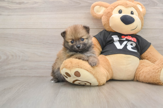 Best Pomeranian Baby