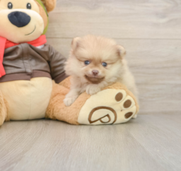 5 week old Pomeranian Puppy For Sale - Windy City Pups