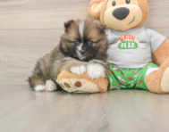 7 week old Pomeranian Puppy For Sale - Windy City Pups