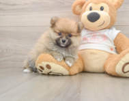 7 week old Pomeranian Puppy For Sale - Windy City Pups