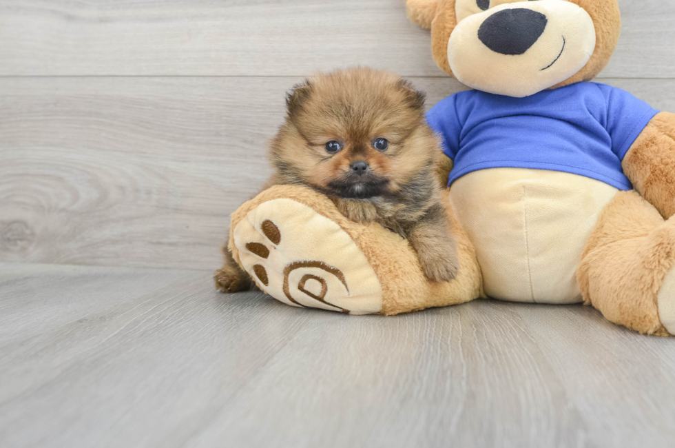 6 week old Pomeranian Puppy For Sale - Windy City Pups