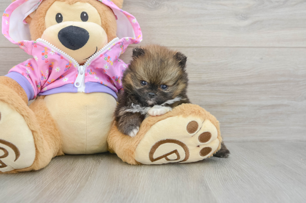 5 week old Pomeranian Puppy For Sale - Windy City Pups