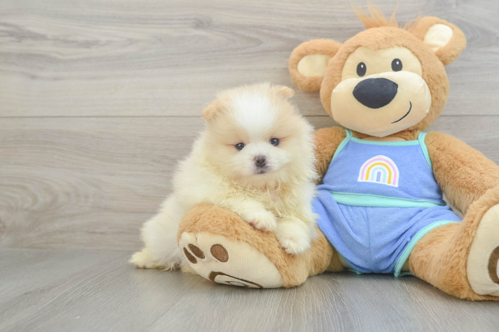 Sweet Loulou Purebred Puppy