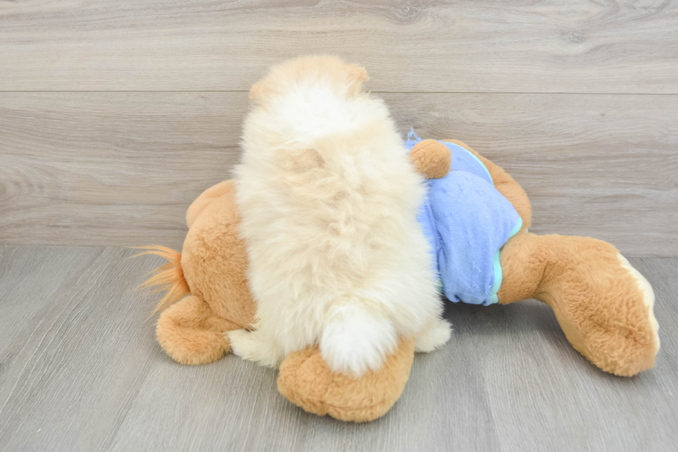 Best Pomeranian Baby