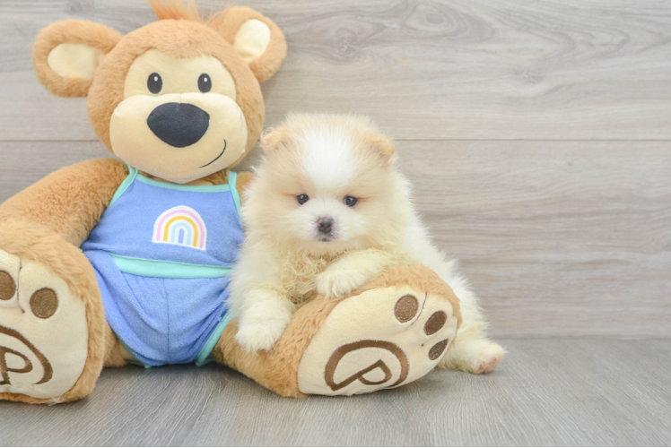 Best Pomeranian Baby