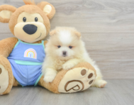5 week old Pomeranian Puppy For Sale - Windy City Pups