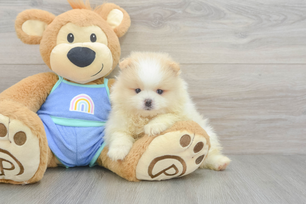 Best Pomeranian Baby