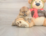 7 week old Pomeranian Puppy For Sale - Windy City Pups