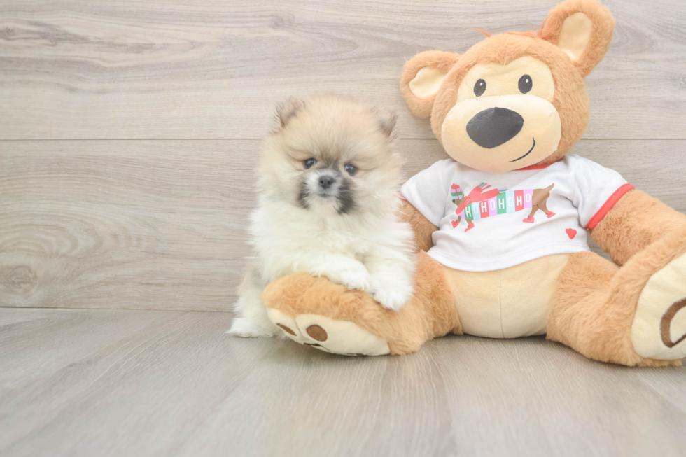 Pomeranian Pup Being Cute