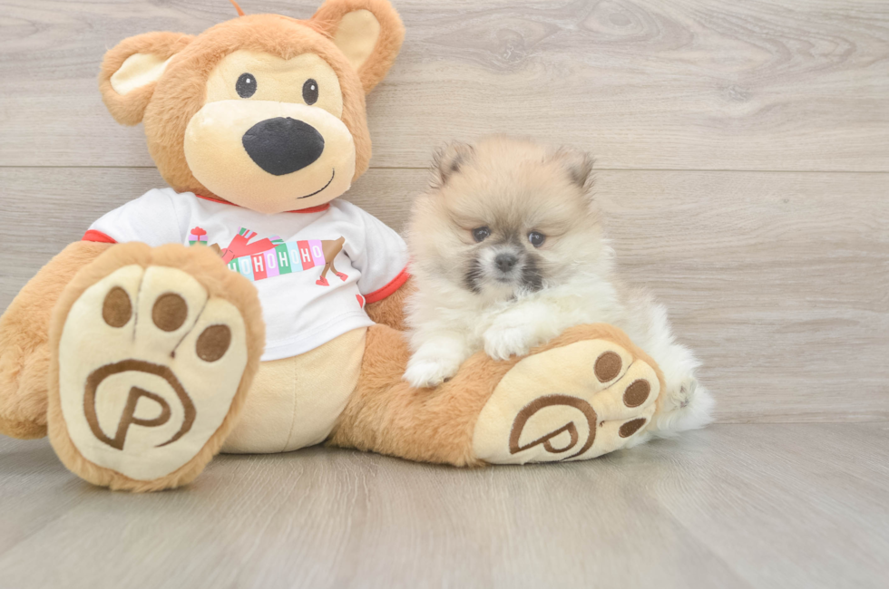 5 week old Pomeranian Puppy For Sale - Windy City Pups