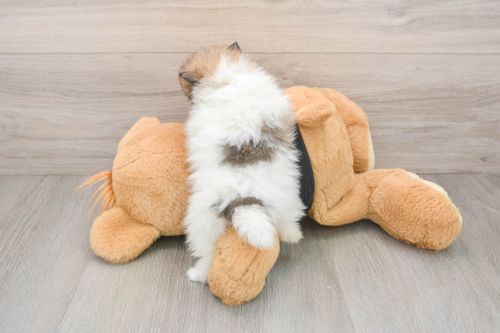 Popular Pomeranian Purebred Pup