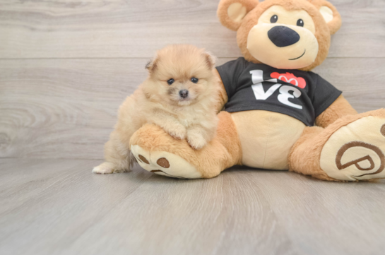 AMY, a Pomeranian littermate