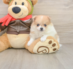 5 week old Pomeranian Puppy For Sale - Windy City Pups