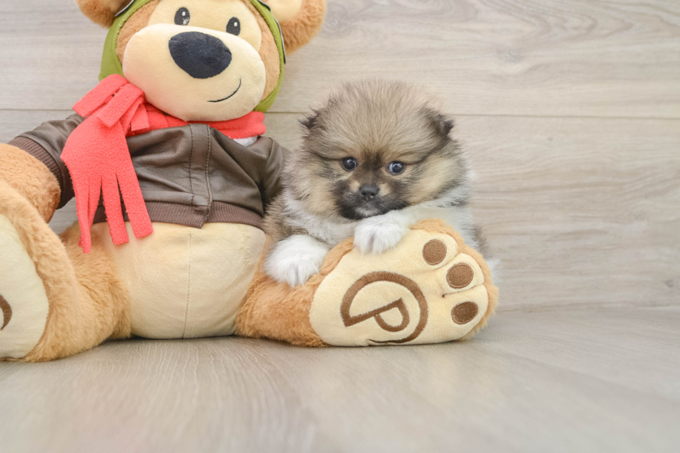 Small Pomeranian Purebred Pup