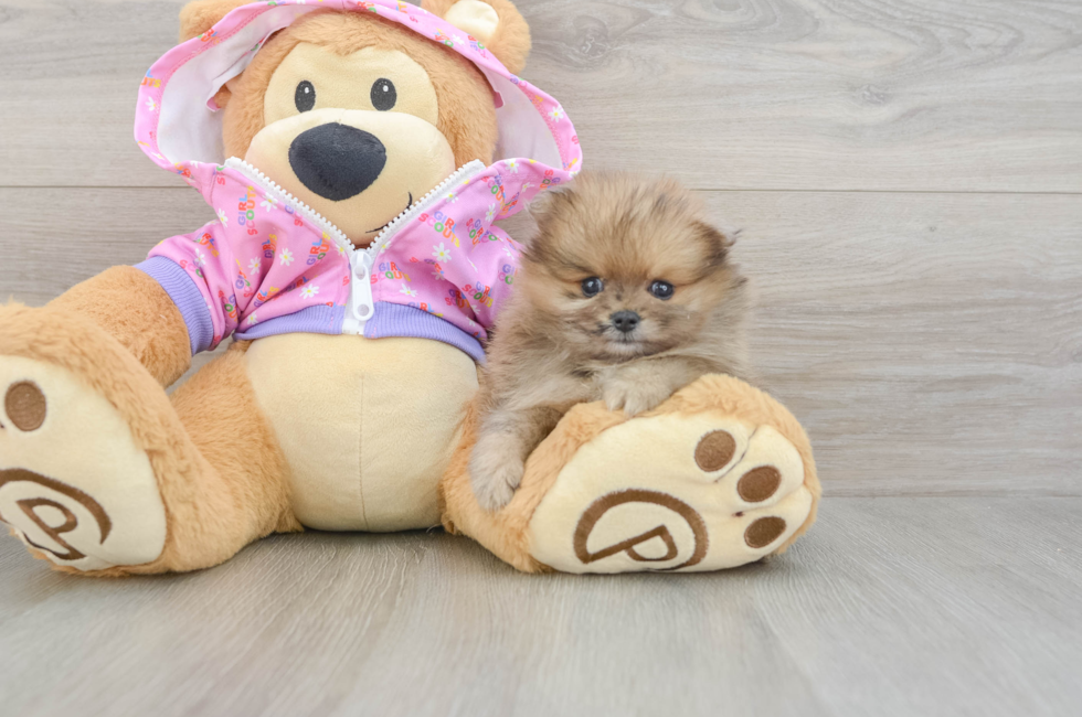 5 week old Pomeranian Puppy For Sale - Windy City Pups