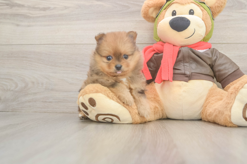 5 week old Pomeranian Puppy For Sale - Windy City Pups