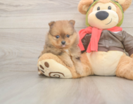 8 week old Pomeranian Puppy For Sale - Windy City Pups 8 week old Pomeranian Puppy For Sale - Windy City Pups