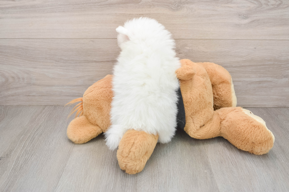 Hypoallergenic Pomeranian Purebred Pup