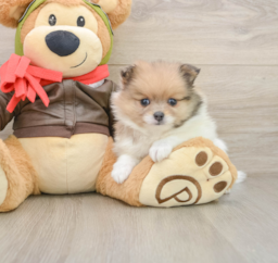 5 week old Pomeranian Puppy For Sale - Windy City Pups