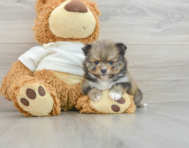 7 week old Pomeranian Puppy For Sale - Windy City Pups