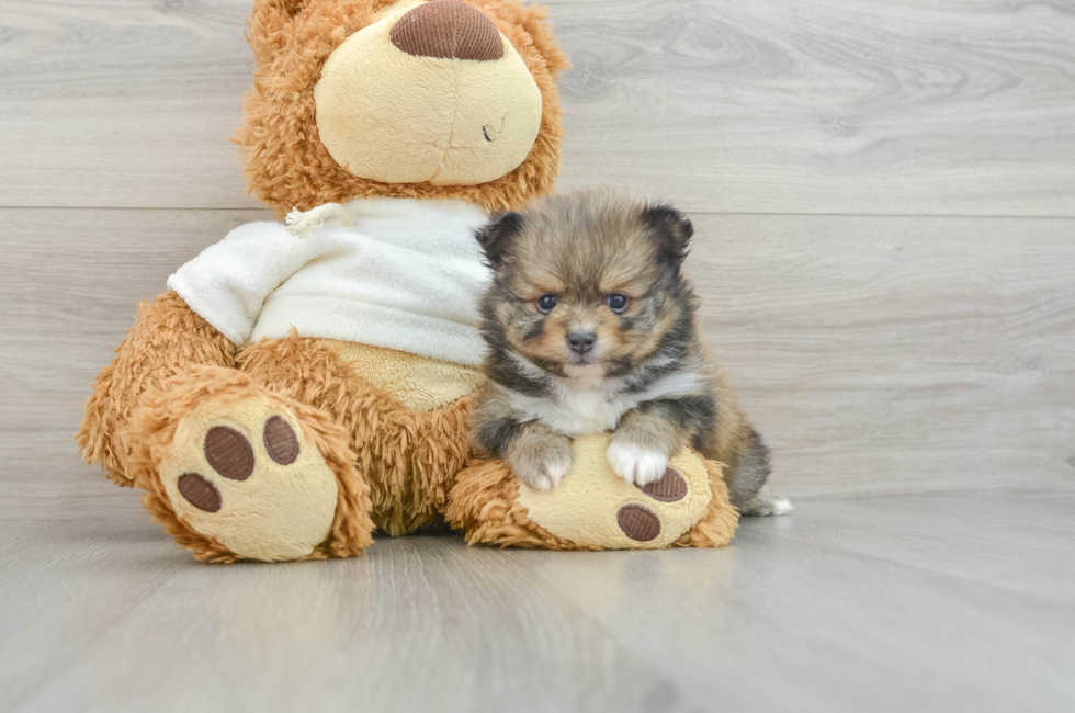 6 week old Pomeranian Puppy For Sale - Windy City Pups