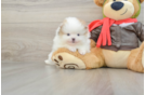 Best Pomeranian Baby