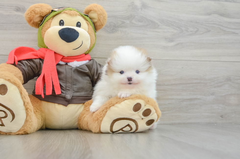 6 week old Pomeranian Puppy For Sale - Windy City Pups