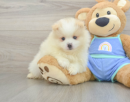 5 week old Pomeranian Puppy For Sale - Windy City Pups