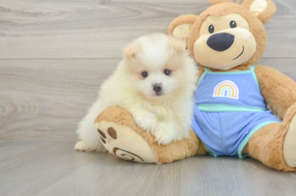5 week old Pomeranian Puppy For Sale - Windy City Pups