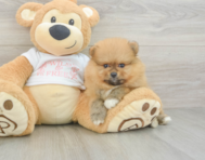 6 week old Pomeranian Puppy For Sale - Windy City Pups
