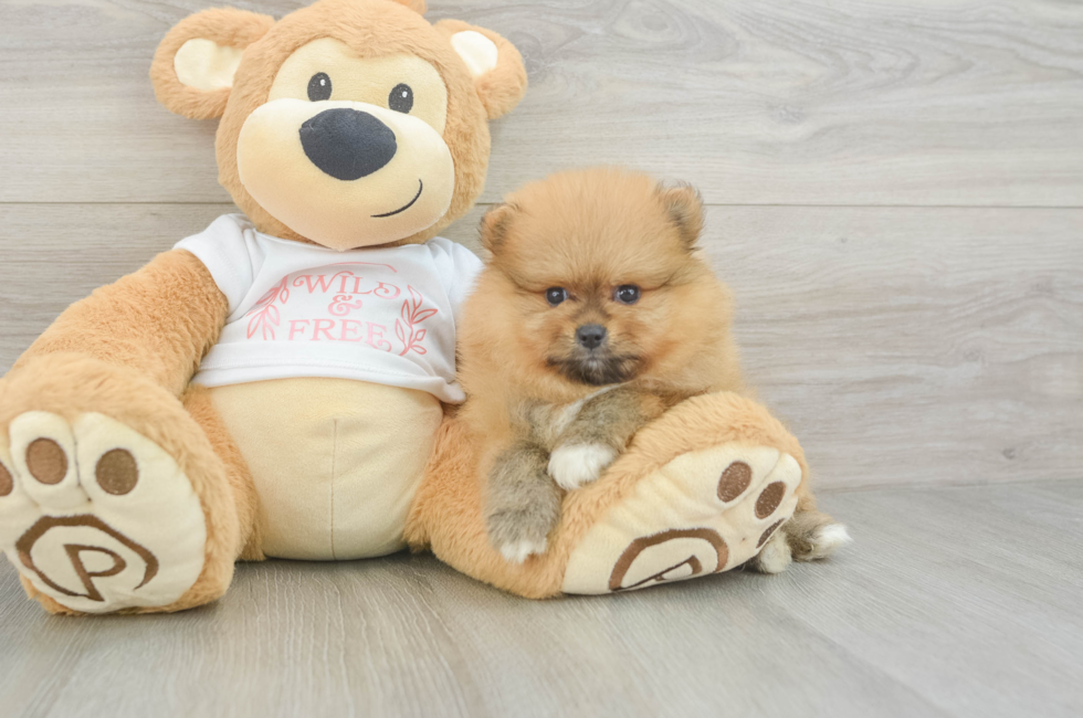 5 week old Pomeranian Puppy For Sale - Windy City Pups