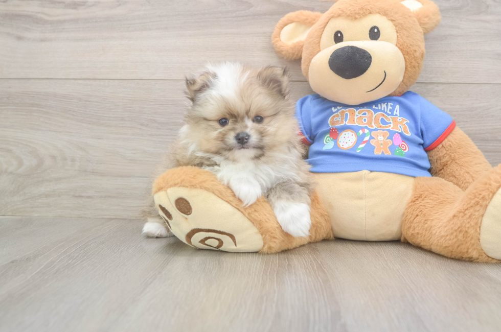6 week old Pomeranian Puppy For Sale - Windy City Pups