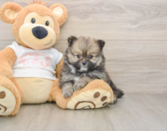 8 week old Pomeranian Puppy For Sale - Windy City Pups