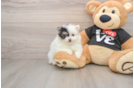 Pomeranian Pup Being Cute