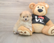 6 week old Pomeranian Puppy For Sale - Windy City Pups
