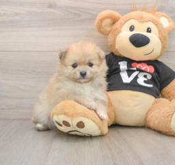 7 week old Pomeranian Puppy For Sale - Windy City Pups