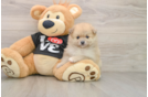 Pomeranian Pup Being Cute