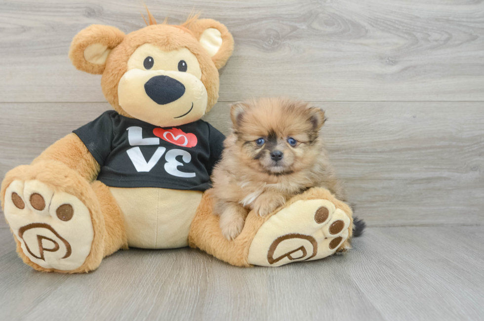 7 week old Pomeranian Puppy For Sale - Windy City Pups