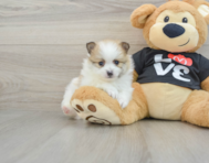 6 week old Pomeranian Puppy For Sale - Windy City Pups