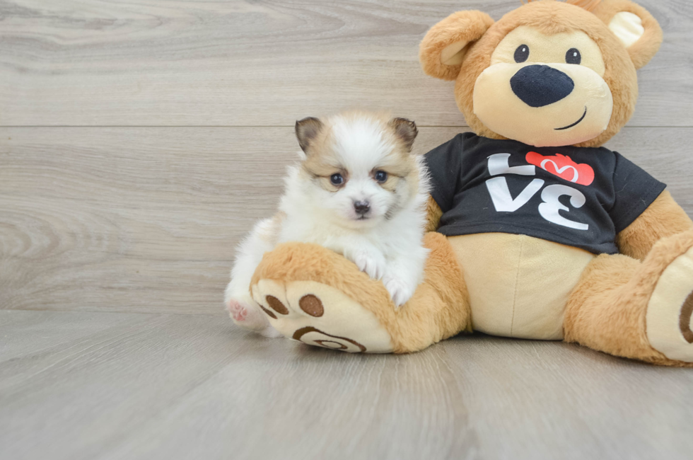 5 week old Pomeranian Puppy For Sale - Windy City Pups