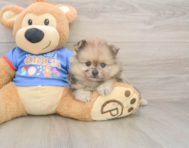 7 week old Pomeranian Puppy For Sale - Windy City Pups