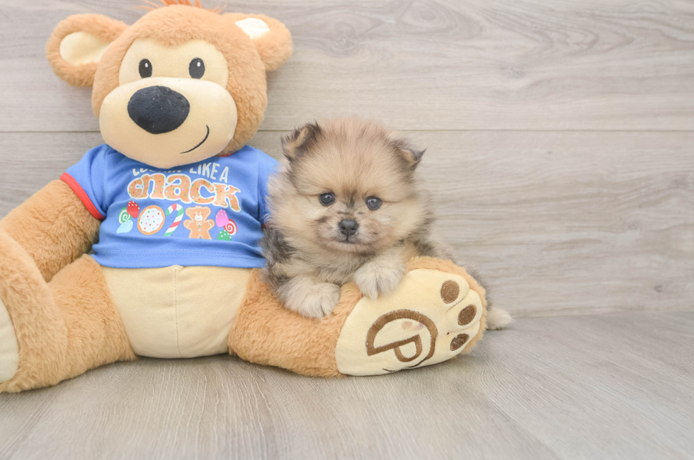 6 week old Pomeranian Puppy For Sale - Windy City Pups