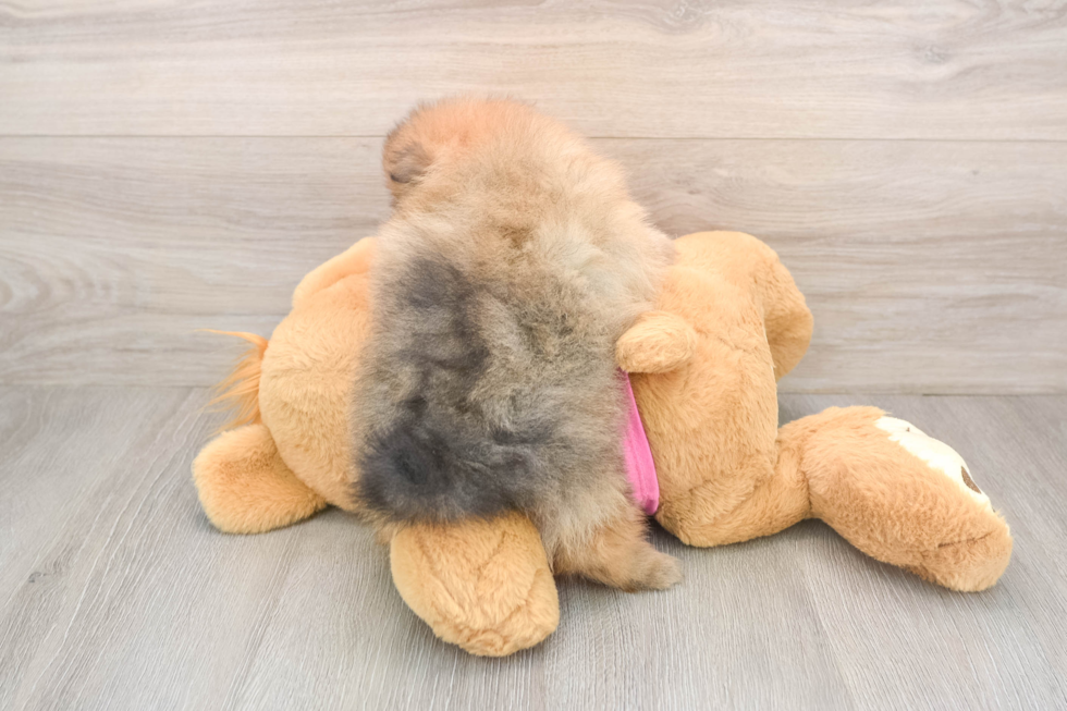 Akc Registered Pomeranian Purebred Pup