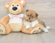 8 week old Pomeranian Puppy For Sale - Windy City Pups