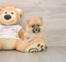 5 week old Pomeranian Puppy For Sale - Windy City Pups