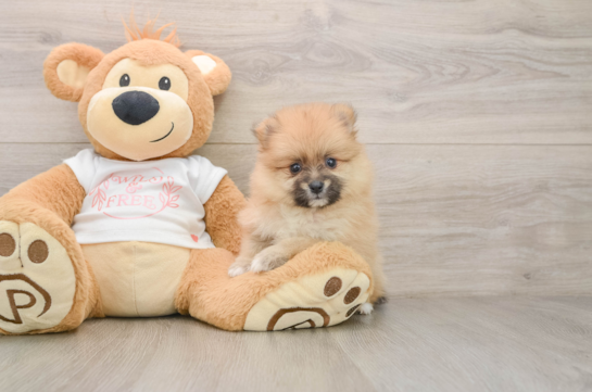 Best Pomeranian Baby