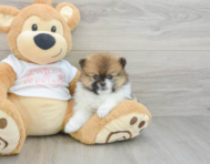 7 week old Pomeranian Puppy For Sale - Windy City Pups