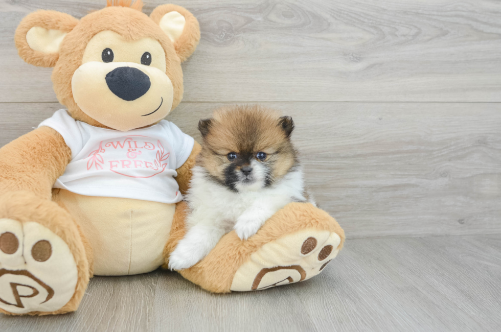 8 week old Pomeranian Puppy For Sale - Windy City Pups